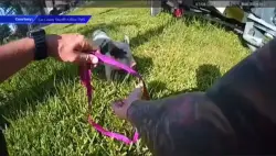 Bodycam video shows deputies wrangling 2 pigs from Fort Myers neighborhood