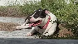 ‘I did it because it had to be done’; Hollywood father kills neighbor’s dog in self-defense